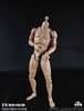 Standard Muscle Body - 25cm - CM Toys 1/6 Scale