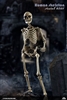 The Human Skeleton - Diecast Alloy - CM Toys 1/6 Scale Figure