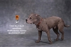 American Staffordshire Terrier - Version 001 - Mr Z 1/6 Scale Accessory